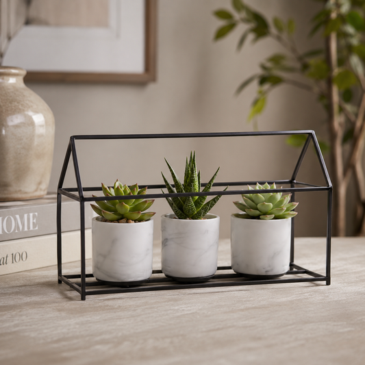 Trio Succulent House